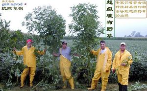 图:超级杂草的出现,覆灭了转基因省农药环保、高产的神话