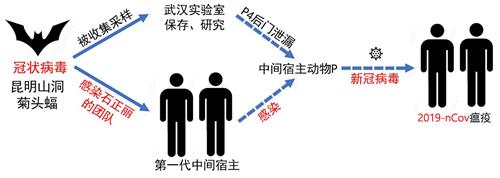 '图:武汉爆发的瘟疫病毒的传播途径简图。'