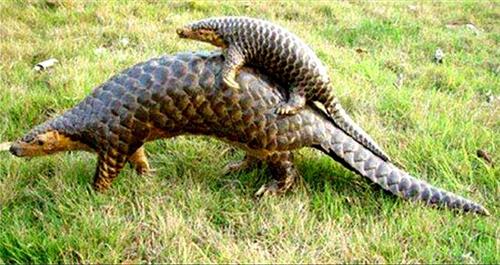 '图:极度濒危、快被中国人吃光了的中华穿山甲,分布在中国南方和东南亚,未检测到冠状病毒。(网路截图)'