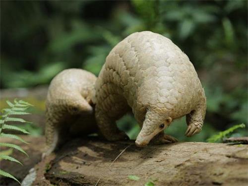 '图:大量走私到中国的马来穿山甲,据华农检测,约70%带有冠状病毒。(网路截图)'