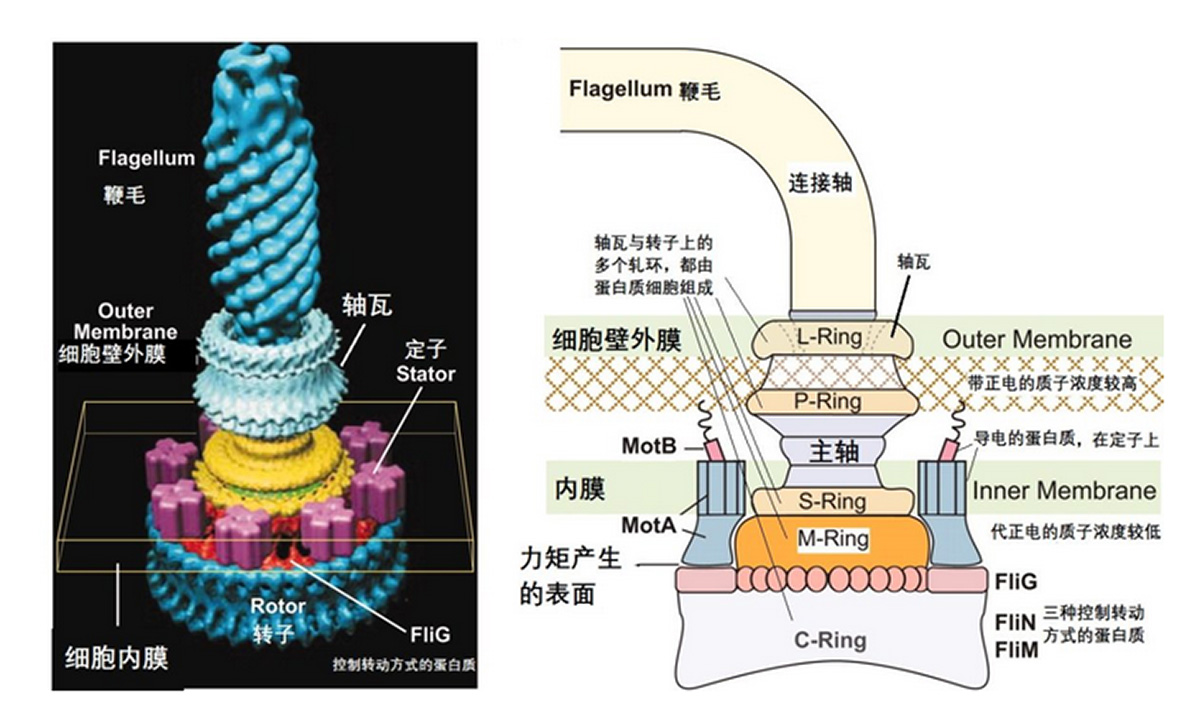 图2:鞭毛示意图