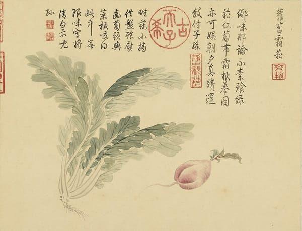'立冬后也宜多吃红、白、青等不同颜色的萝卜。(清 金廷标《仿陈书画・册・萝卜霜松》局部,台北故宫博物院)'